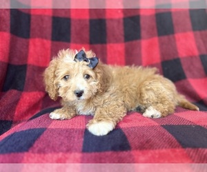 Cavapoo Puppy for sale in LAKELAND, FL, USA