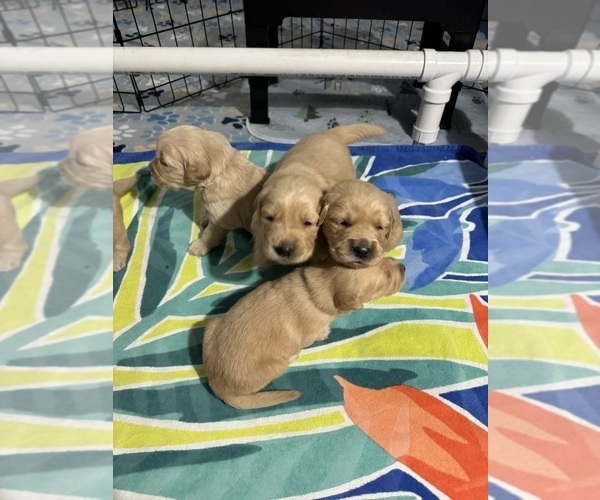 Medium Photo #15 Golden Retriever Puppy For Sale in PORT RICHEY, FL, USA