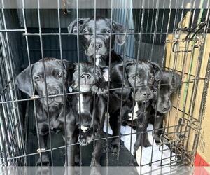 Labrador Retriever-Unknown Mix Dogs for adoption in Lee's Summit, MO, USA