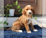 Small #2 Goldendoodle