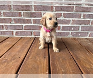 Golden Retriever Puppy for sale in KINGSPORT, TN, USA