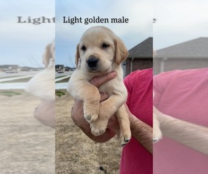 Labrador Retriever Puppy for sale in SPRINGDALE, AR, USA