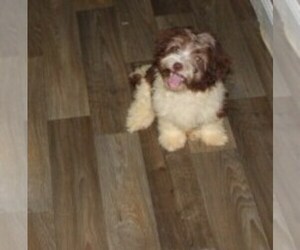 Havanese Puppy for sale in THAYER, KS, USA