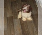 Small Havanese
