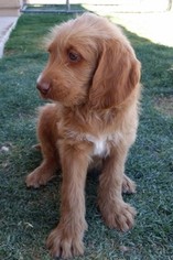 Labradoodle Puppy for sale in TUCSON, AZ, USA