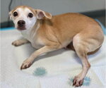 Darci (AL) - Female Chihuahua Dog for Adoption - Small photo