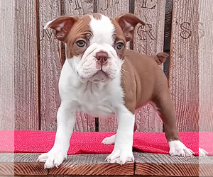 Faux Frenchbo Bulldog Puppy for sale in FREDERICKSBURG, OH, USA