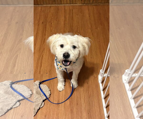 Medium Photo #3 Poodle (Miniature)-Unknown Mix Puppy For Sale in Wheaton, IL, USA
