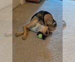 Small #8 German Shepherd Dog