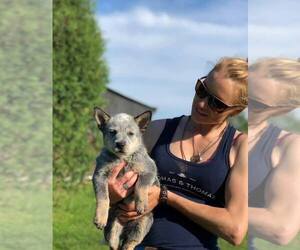 Australian Cattle Dog Puppy for sale in Thunder Bay, Ontario, Canada