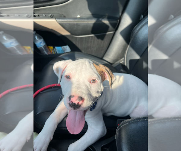 Medium Photo #11 Mutt Puppy For Sale in Holly Springs, NC, USA