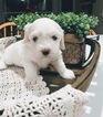 Small Photo #2 Coton de Tulear Puppy For Sale in SALT LAKE CITY, UT, USA
