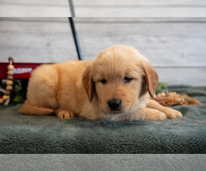 Medium Golden Retriever