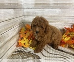 Small #3 Cavapoo