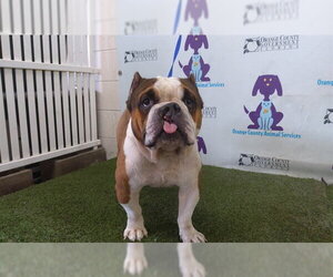 American Bulldog-Unknown Mix Dogs for adoption in Orlando, FL, USA