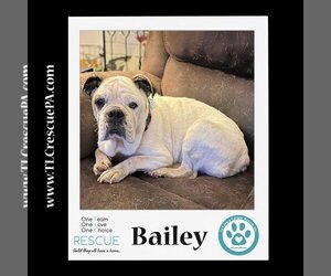 Bulldog Dogs for adoption in Kimberton, PA, USA