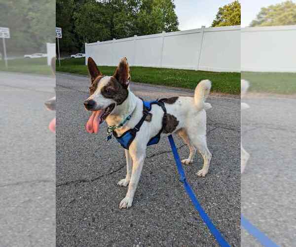 Medium Photo #4 Mutt Puppy For Sale in Springdale, PA, USA
