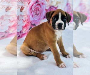 Boxer Puppy for sale in SAINT AUGUSTINE, FL, USA