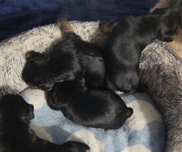 Medium Photo #1 Yorkshire Terrier Puppy For Sale in FAYETTEVILLE, NC, USA