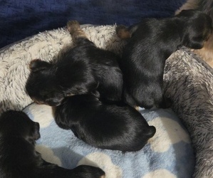 Yorkshire Terrier Puppy for sale in FAYETTEVILLE, NC, USA