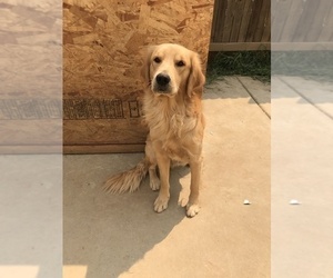 Mother of the Golden Retriever puppies born on 03/30/2019