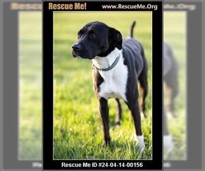 American Staffordshire Terrier-Labrador Retriever Mix Dogs for adoption in Benton, PA, USA