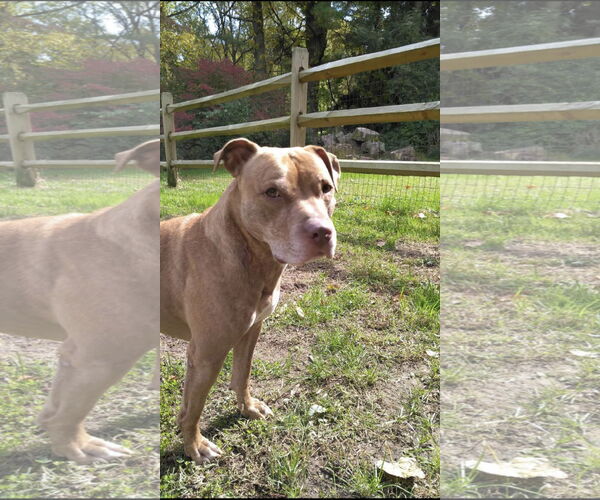 Medium Photo #3 American Pit Bull Terrier-Unknown Mix Puppy For Sale in Sykesville, MD, USA