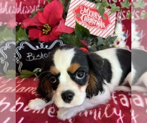 Medium Photo #4 Cavalier King Charles Spaniel Puppy For Sale in ABILENE, TX, USA