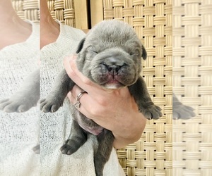 English Bulldog Puppy for sale in TRENTON, TX, USA