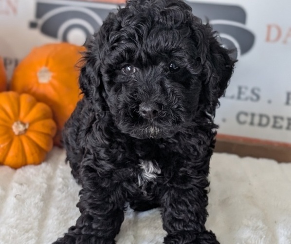 Medium Photo #23 Poodle (Miniature) Puppy For Sale in GOSHEN, IN, USA