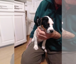 Jack Russell Terrier Puppy for sale in TURTLE CREEK, PA, USA