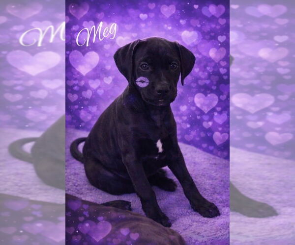 Medium Photo #9 Golden Retriever-Unknown Mix Puppy For Sale in Wenonah, NJ, USA