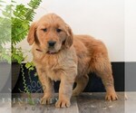 Small #3 Golden Retriever