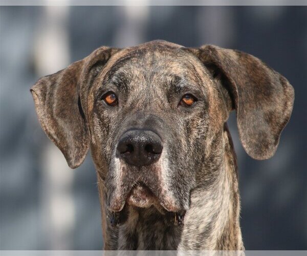 Medium Photo #1 Great Dane Puppy For Sale in Boise, ID, USA