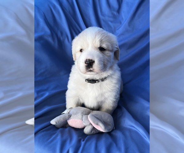 Medium Photo #4 Golden Labrador Puppy For Sale in LIVE OAK, FL, USA