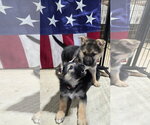 Small Photo #4 German Shepherd Dog Puppy For Sale in Centreville, VA, USA