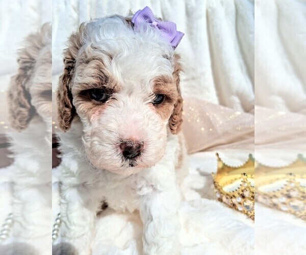 Medium Photo #94 Goldendoodle (Miniature) Puppy For Sale in GASTONIA, NC, USA