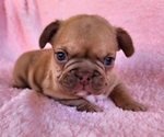 Small Photo #6 French Bulldog Puppy For Sale in LAS VEGAS, NV, USA