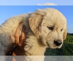 Small Photo #4 English Cream Golden Retriever Puppy For Sale in WOOSTER, OH, USA