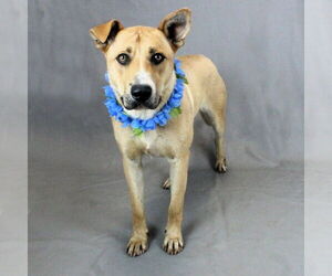 Mutt Dogs for adoption in Shelburne, VT, USA