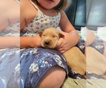 Small Photo #4 Golden Retriever Puppy For Sale in CLARKSTON, MI, USA