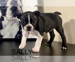 Puppy SALLY Boston Terrier