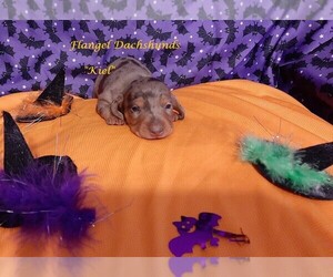 Dachshund Puppy for sale in CUTLER BAY, FL, USA