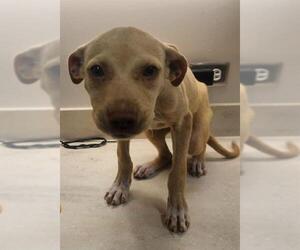 American Pit Bull Terrier Dogs for adoption in Baytown, TX, USA