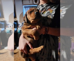 Rottweiler-American Pit Bull Terrier Puppy for sale in LEBANON JCTN, KY, USA
