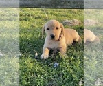 Small Photo #5 Labrador Retriever Puppy For Sale in CANOGA, NY, USA