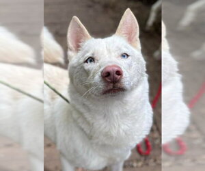 Ghost - Female Siberian Husky Dog for Adoption - Photo #2