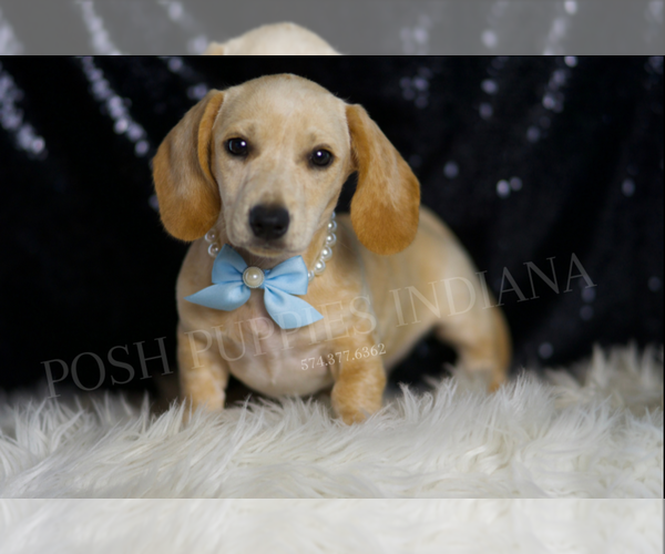 Medium Photo #1 Dachshund Puppy For Sale in WARSAW, IN, USA