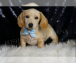 Small Dachshund
