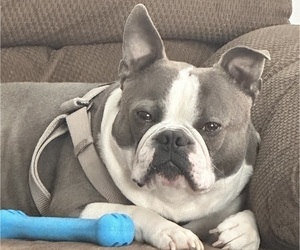 Father of the Boston Terrier puppies born on 01/01/2026